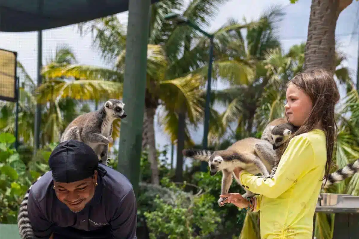 Ein Mann und ein junges Mädchen interagieren mit Kattas in einer tropischen Outdoor-Umgebung während eines einzigartigen Tiererlebnisses, organisiert über Insider Villas