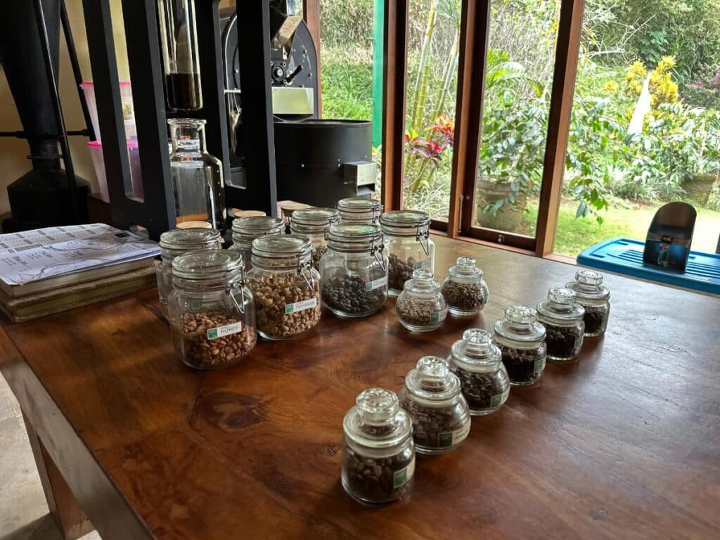 Verschiedene Kaffeebohnensorten in Glasgefäßen auf einem hölzernen Verkostungstisch in der Munduk Moding Plantation Bali