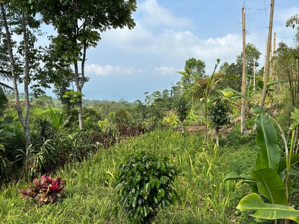 Weitläufige Kaffeeplantagen-Landschaft der Munduk Moding Plantation Bali mit tropischer Vegetation und Blick ins Hochlandtal