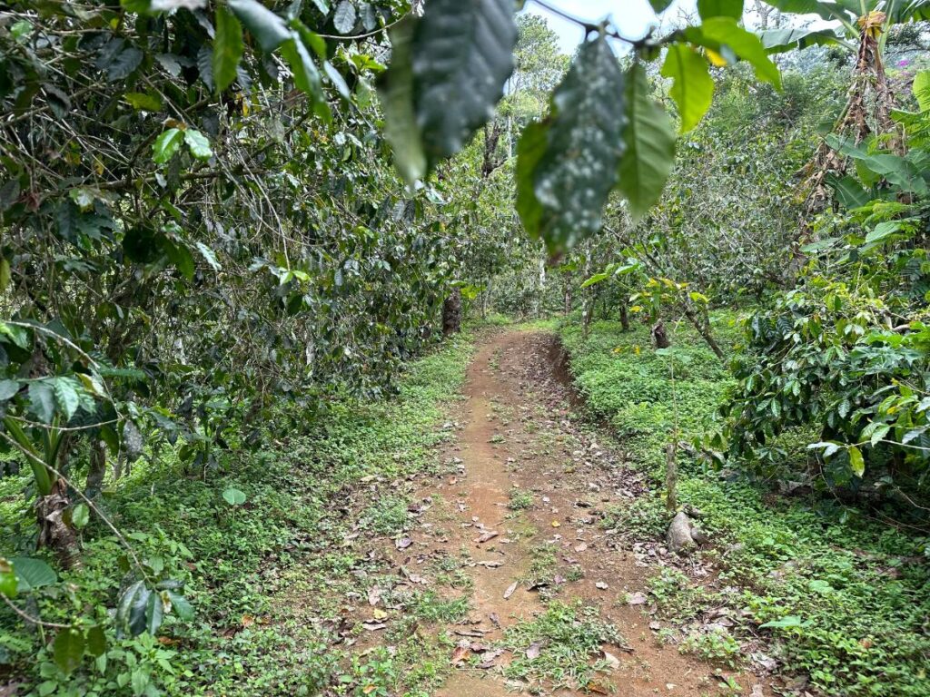 Schmaler Erdweg zwischen Reihen von Kaffeebäumen auf der Hochlandplantage der Munduk Moding Plantation Bali