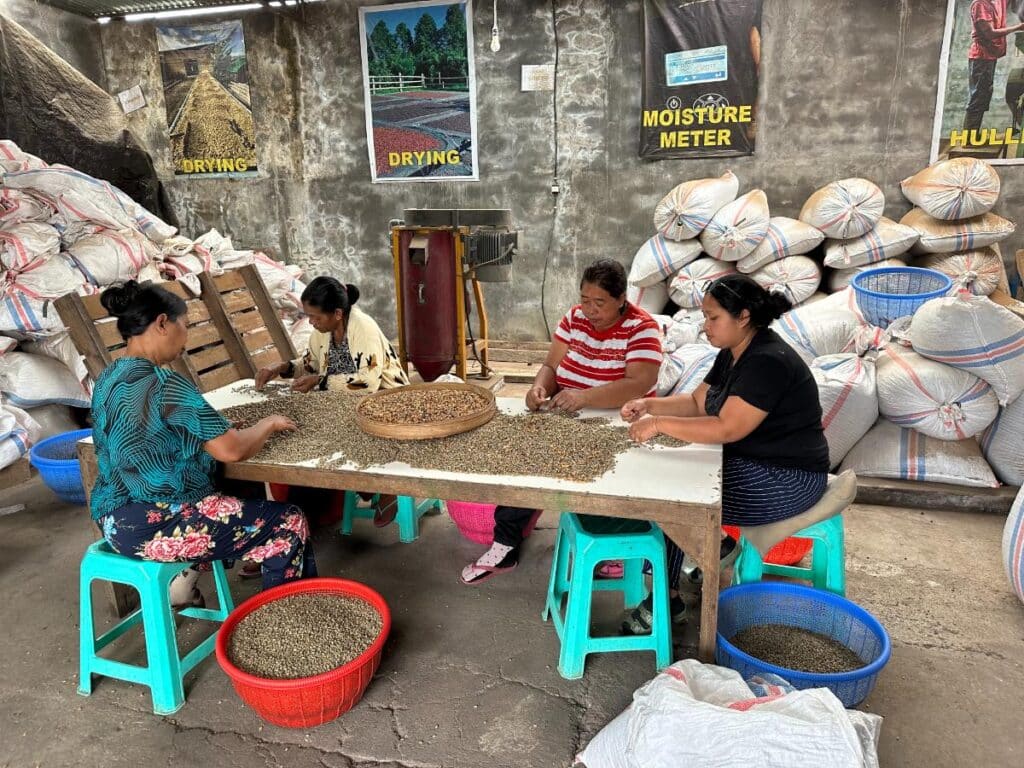 Einheimische balinesische Frauen beim Handsortieren und Verarbeiten frisch geernteter Kaffeebohnen in der Verarbeitungsanlage der Munduk Moding Plantation