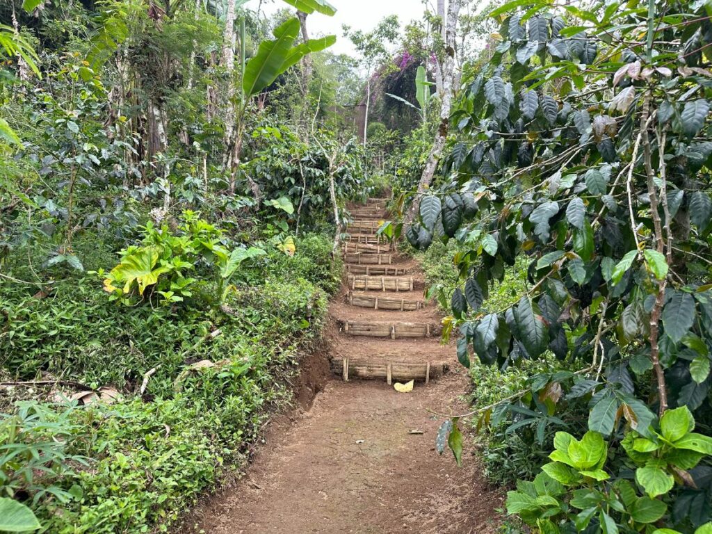 Rustikaler Holzstufen-Pfad, der sich durch die üppige Kaffeebaumplantage der Munduk Moding Plantation Bali im Hochland windet