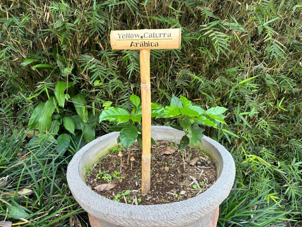 Gelbe Catuai-Arabica-Kaffeepflanze in einem Steintopf mit Pflanzenkennzeichnung in der Munduk Moding Plantation Bali