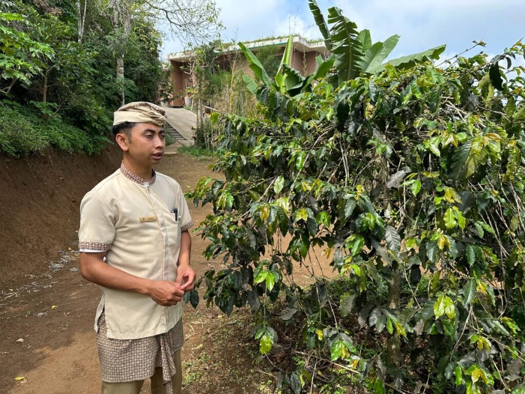 Balinesischer Führer leitet eine Wanderung durch den Kaffeeplantagen-Pfad der Munduk Moding Plantation Bali