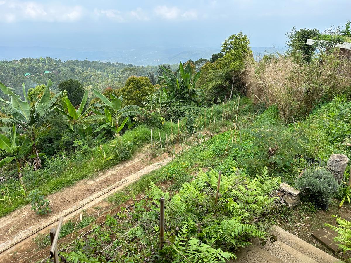 Luftaufnahme des Hauptpoolbereichs und Restaurantgebäudes der Munduk Moding Plantation Bali am Hang inmitten tropischen Gartens