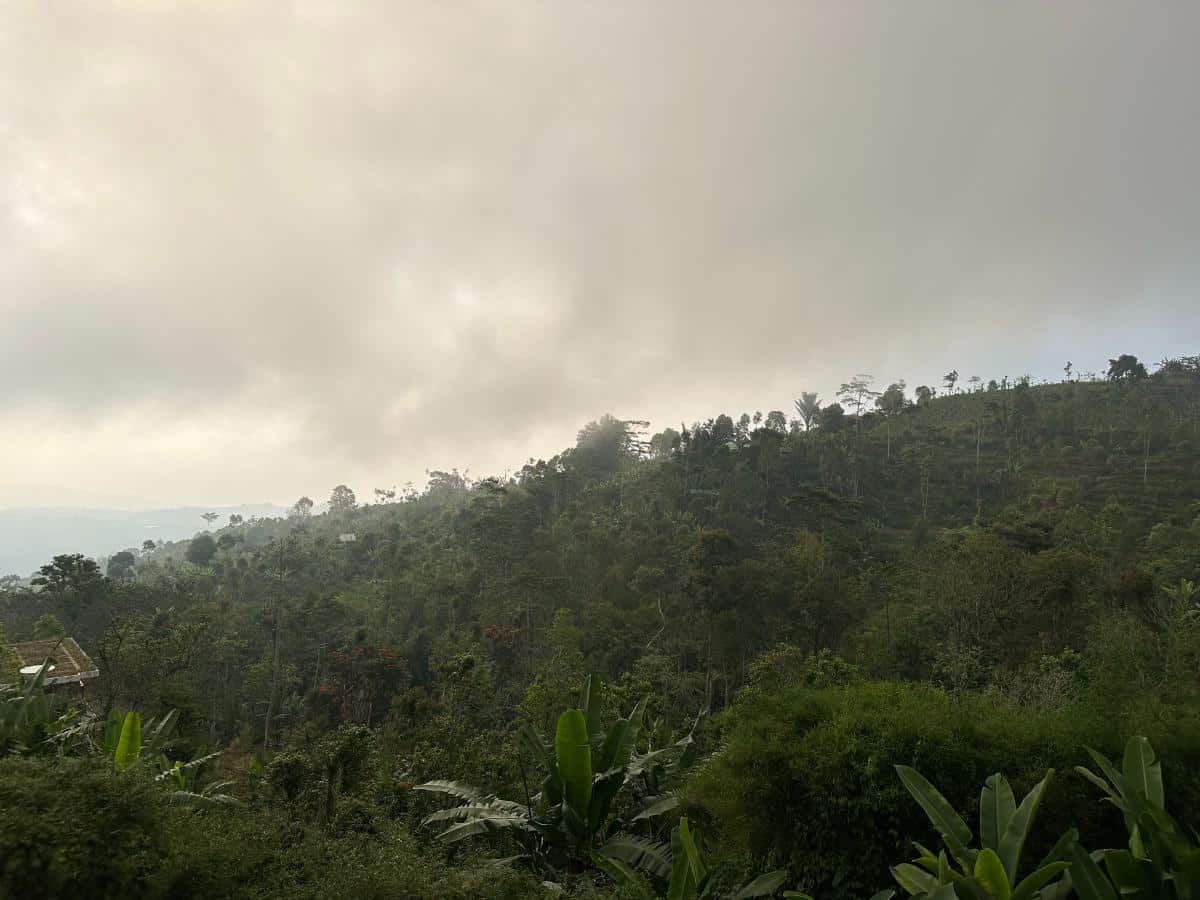 Geschwungener Steinweg auf dem Gelände der Munduk Moding Plantation Bali, gesäumt von Bambus und tropischen Topfpflanzen