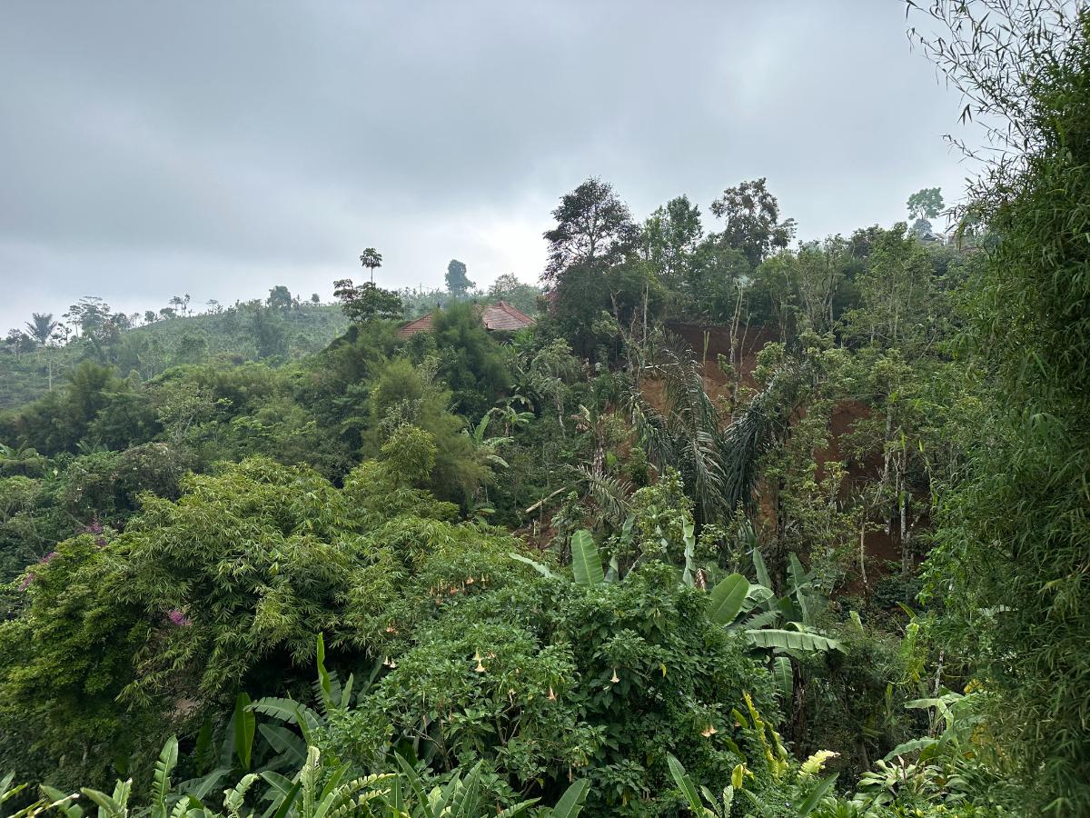 Traditioneller strohgedeckter Aussichtspavillon der Munduk Moding Plantation Bali mit Panoramablick über das Dschungeltal