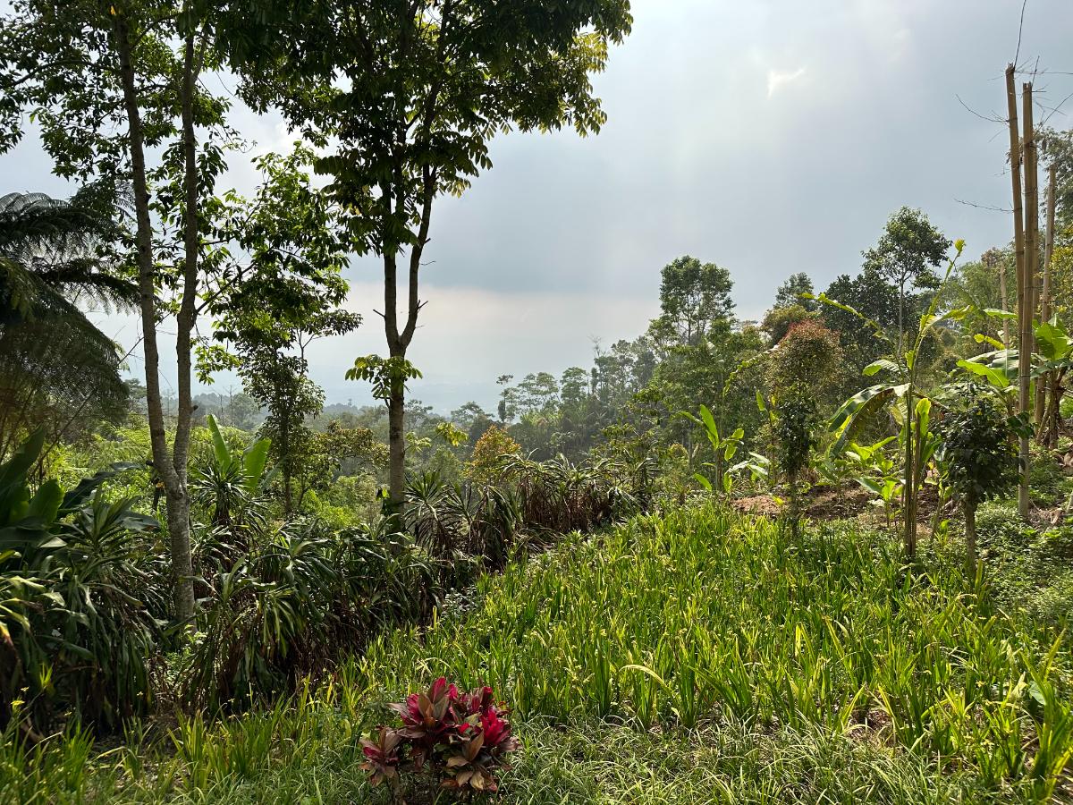 Außenansicht der Villa in der Munduk Moding Plantation Bali inmitten eines dichten tropischen Gartens mit aufragenden Dschungelbäumen am Hang