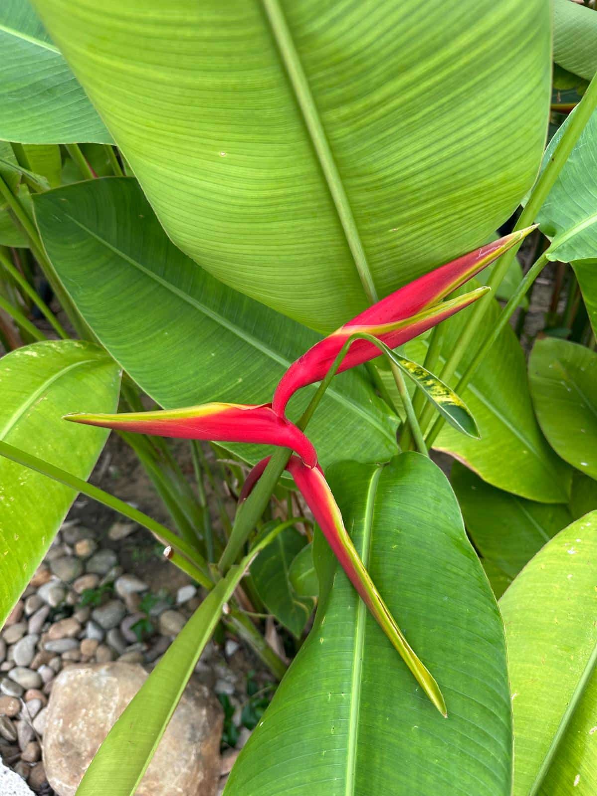 Red heliconia flower among tropical foliage in the gardens, Namia River Retreat, Hoi An, Vietnam
