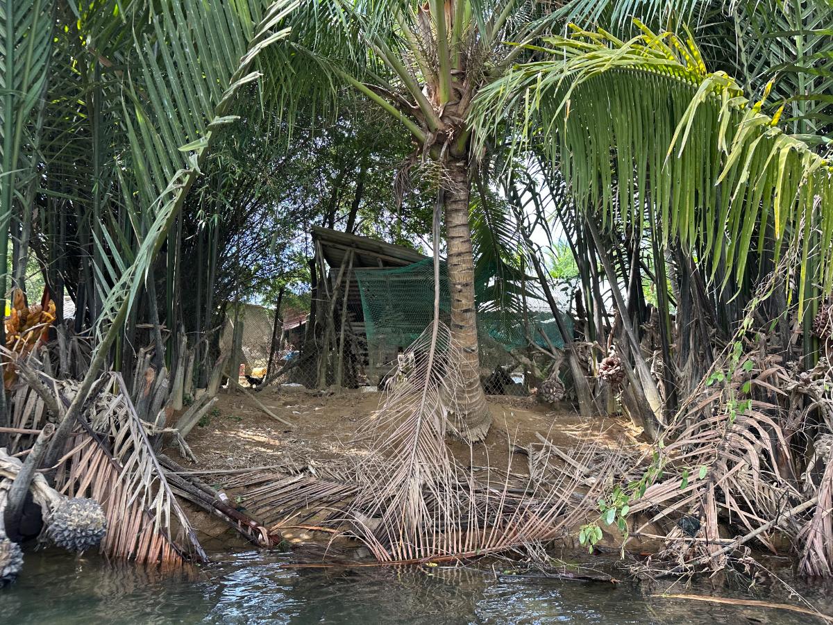Riverside nipa palm grove along the Thu Bon River, Namia River Retreat surroundings, Hoi An, Vietnam